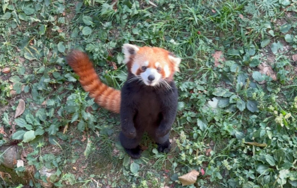 Xi'an Zoo Unveils: Animals' Hidden Social Circles