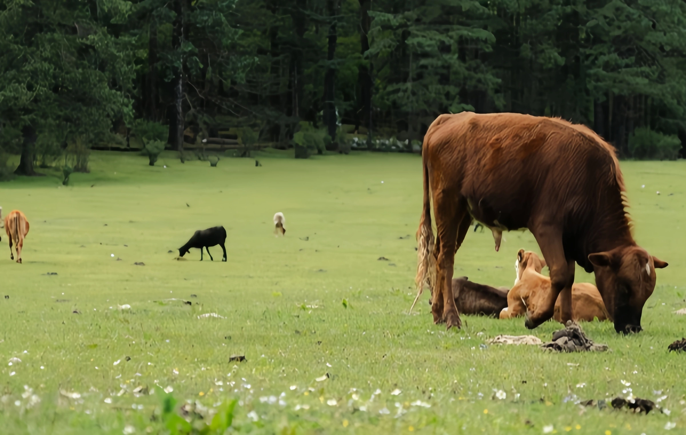 Yunshanping: A Pilgrimage from the Secret Realm of Jade Dragon Snow Mountain to the Love Holy Land of Naxi-2