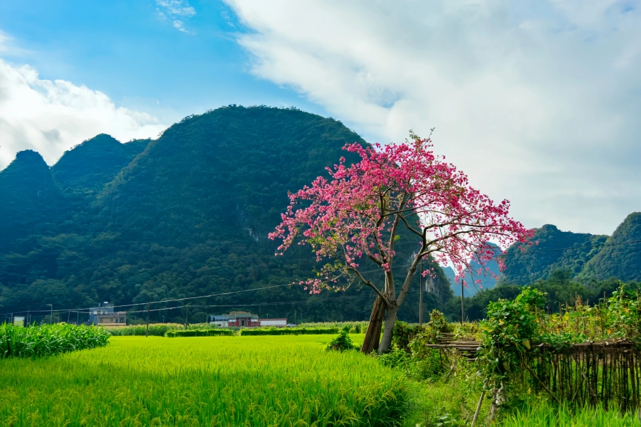Yingxi Peak Forest: Exploring the Picturesque Landscape of Lingnan-3