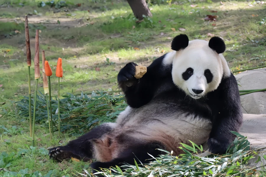 Shanghai Wild Animal Park: An Exploration Journey from Urban Oasis to Natural Kingdom