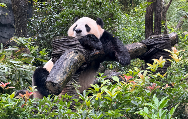 Chengdu Panda Base-3