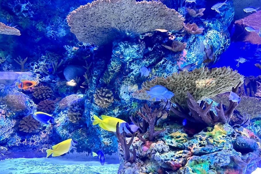 Shanghai Ocean Aquarium: A Panoramic Ocean Journey from the Yangtze River to the Deep Sea-2