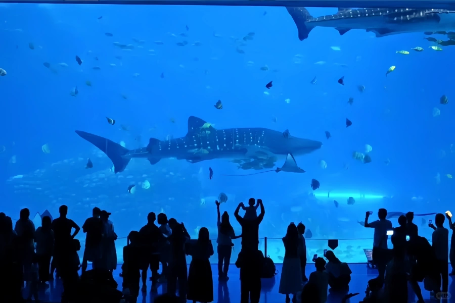  Shanghai Haichang Ocean Park: A joyful adventure of deep-sea wonderland and polar kingdoms-3