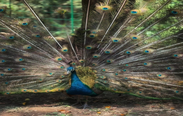 Premierval Forest Park: Voyage dans le royaume secret du royaume de Peacock et des forêts tropicales pluviales-4