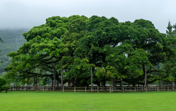 Parc National des Forêts de Fuzhou:Un Lung vert dans la ville et un épi naturel du Roi Banyan millénaire