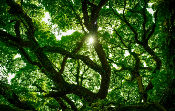 Parc National des Forêts de Fuzhou:Un Lung vert dans la ville et un épi naturel du Roi Banyan millénaire-2