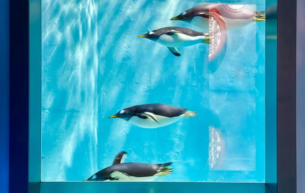 Harbin Polarland : A Voyage romantique des miracles dans les profondeurs des mers glacées