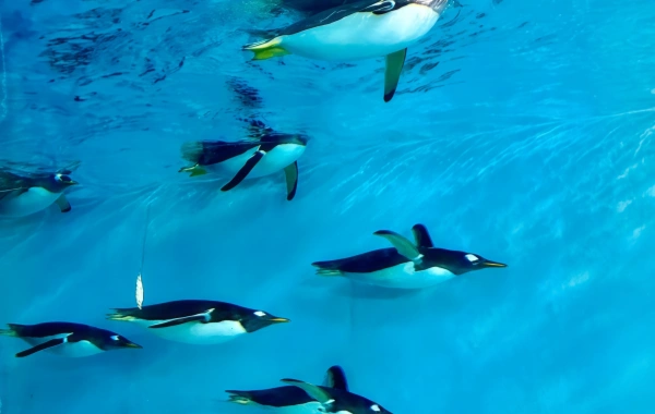 Harbin Polarland : A Voyage romantique des miracles dans les profondeurs des mers glacées-2