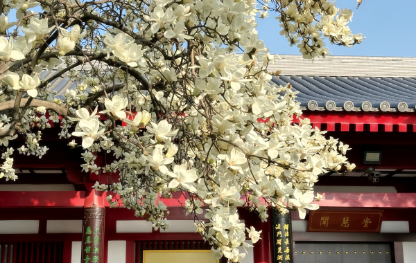 Da Ci'en Temple:Une dynastie Tang Zen Paradise Où Xuanzang a traduit les Écritures bouddhistes sur un millénaire-4