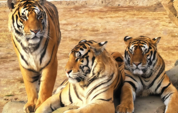 Parc du tigre sibérien : un voyage Répondre à l'appel sauvage du 