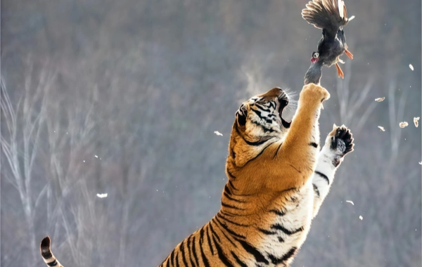 Parc du tigre sibérien : un voyage Répondre à l'appel sauvage du 