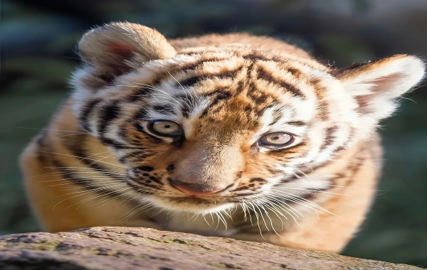 Parc du tigre sibérien : un voyage Répondre à l'appel sauvage du 