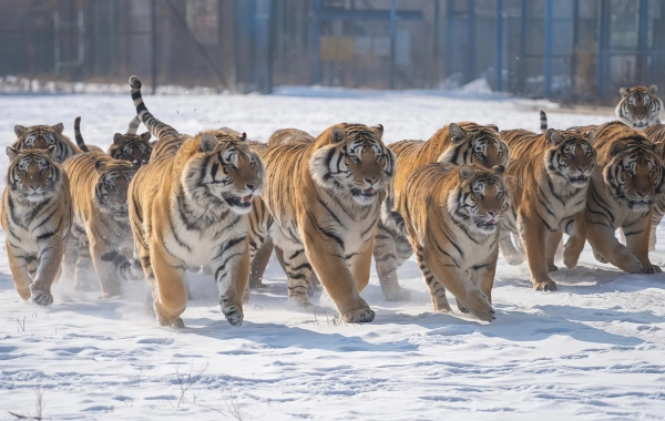 Parc du tigre sibérien : un voyage Répondre à l'appel sauvage du 