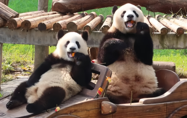Zoo de Chongqing:Une ligne de sauvetage pour la ville de montagne pendant 70 ans