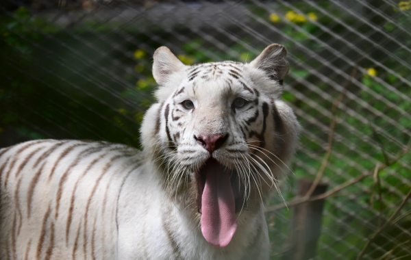 Zoo de Chongqing:Une ligne de sauvetage pour la ville de montagne pendant 70 ans-3