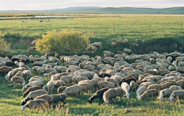Hulunbuir Grassland:A Voyage vers la rivière la plus éolienne du monde dans le royaume des pâturages-3