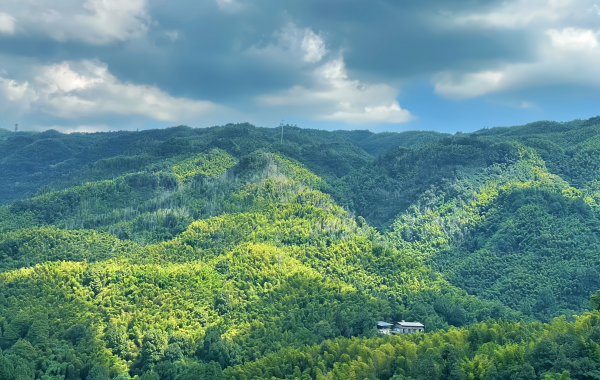 Shunan Bamboo Sea:A Reise in ein verdant Bamboo Wunderland Amidst Vast Green Waves