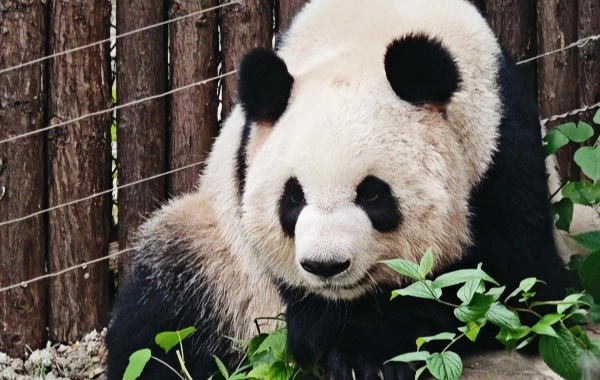 Changsha Ecologico Zoo:Un viaggio in un