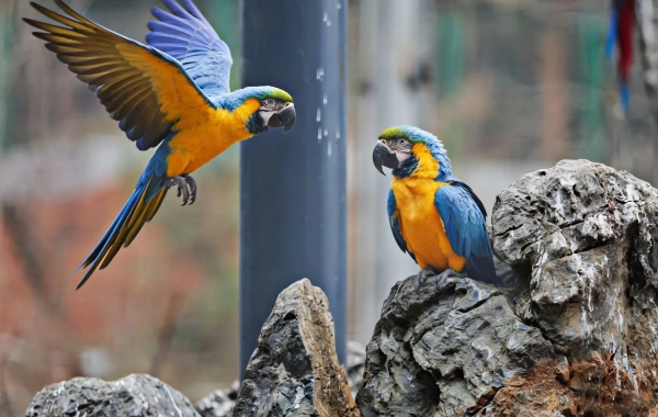 Changsha Ecologico Zoo:Un viaggio in un