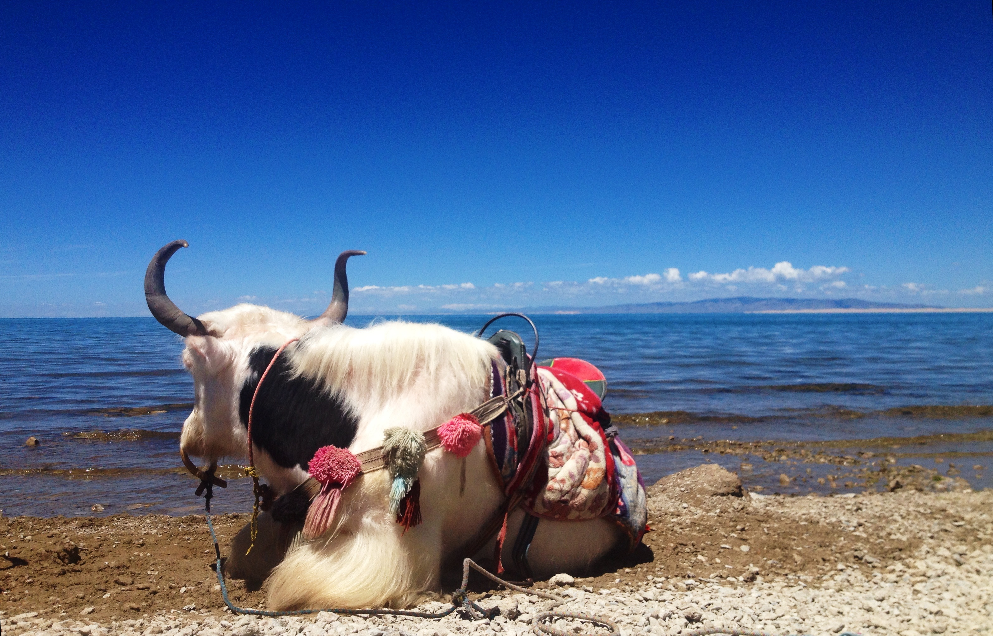Qinghai's Top 10 Must-Do Reiseaktivitäten
