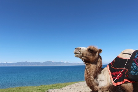 A panoramic tour, from southern Xinjiang to northern Xinjiang