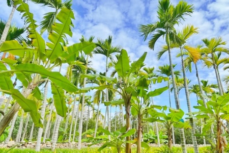 Sanya Tour: Nature Adventure