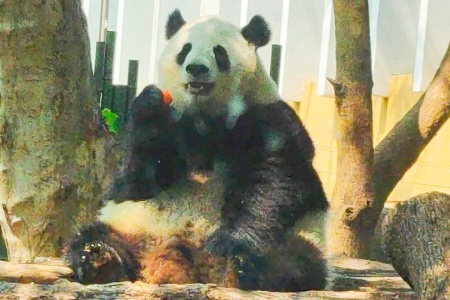 Chengdu Tour: Kids' Animal Kingdom