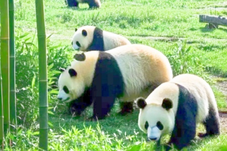 Pesonal Travel：Come to Chengdu and Hang out with the Pandas!