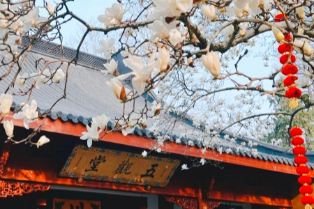 Hangzhou Flower Viewing – Best Blooms Near the City  