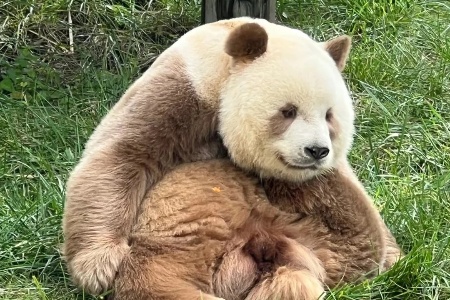 Xi'an Zoo Unveils: Animals' Hidden Social Circles