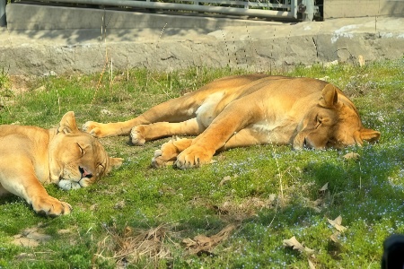 The most comprehensive guide to cute animals, the 4 most fun animals in Xi'an