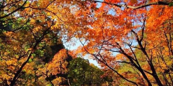 1741249535947.jpg Labagoumen Primitive Forest Park.jpg