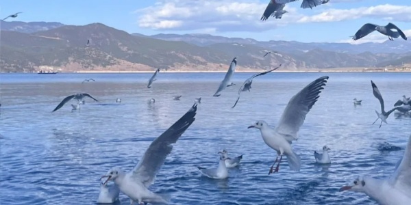 Lugu Lake,lijiang yunnan.jpg