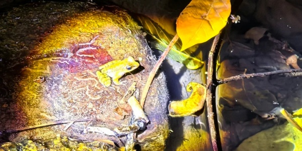 the Yanuoda Tropical Rainforest,outdoor adventure.jpg