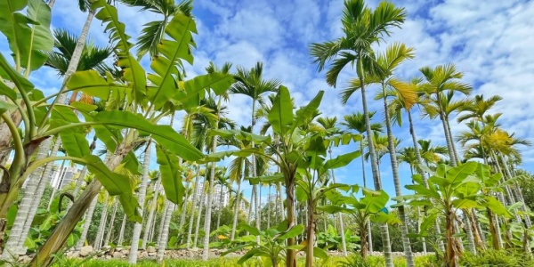 Sanya Mangrove Park,sanya Tour,nature adventure.jpg