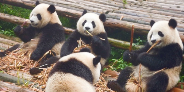 The Chengdu Research Base of Giant Panda Breeding,family trip,chengdu tour.jpg