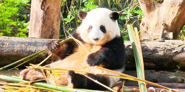 1742524279691.jpg mount wuyi,panda,pesona travel.jpg