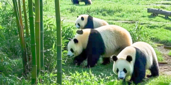 1742524291831.jpg pesona travel,panda,3.jpg