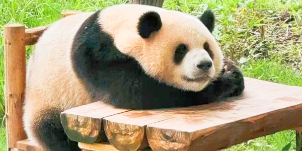 1742782021995.jpg mount wuyi,chongqing zoo.jpg