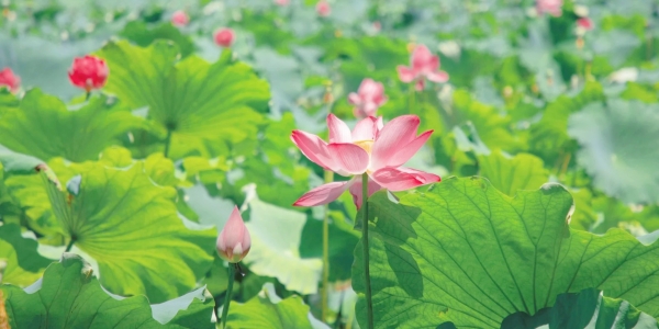 1743563754802.jpg Lotus.jpg