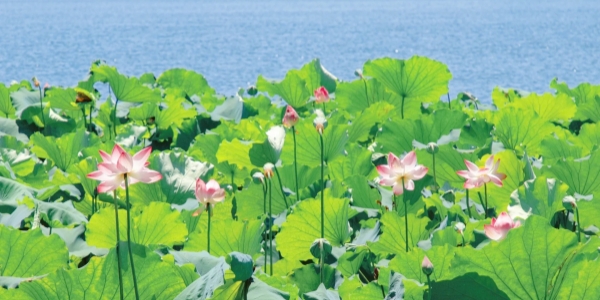 1743563770540.jpg Lotus1.jpg