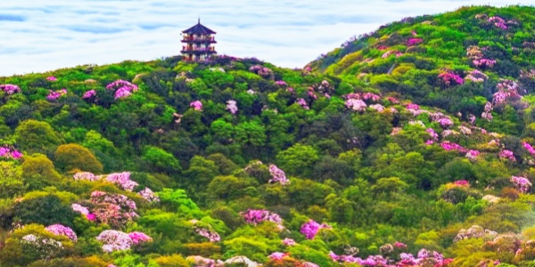 Chongqing Mountain,Chongqing UNESCO,China tour,A sea of azaleas.jpg