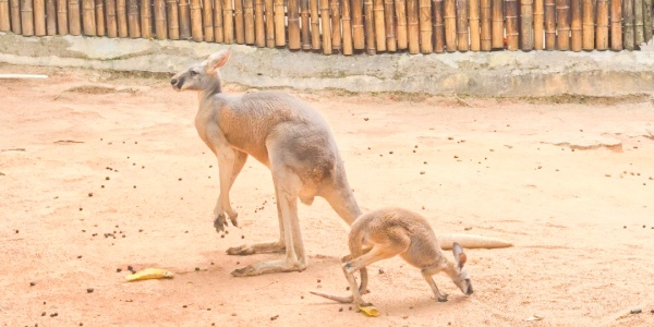 shenzhen trip,china travel,animals，2.jpg