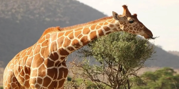giraffe.jpg