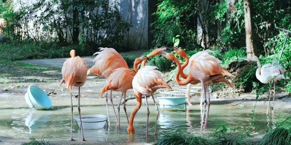 1746524481450.jpg Shanghai Zoo.jpg