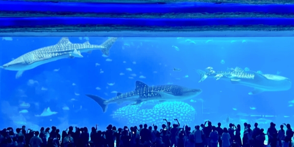 1746525029859.jpg 1.jpg