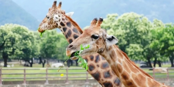 1746525037640.jpg 2.jpg