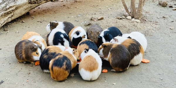 1746525981587.jpg wuhan.jpg