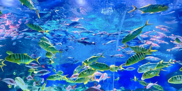 1746526108435.jpg dalian.jpg