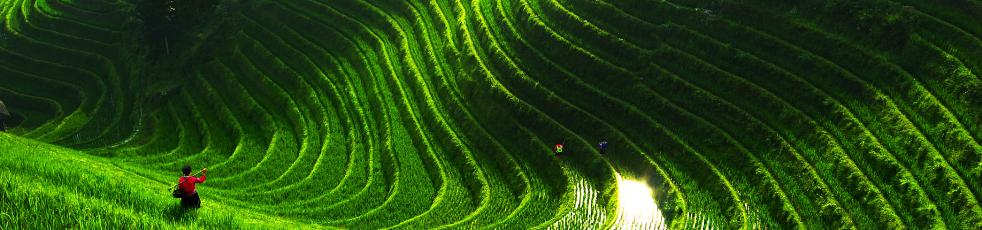Longji Rice Terraces